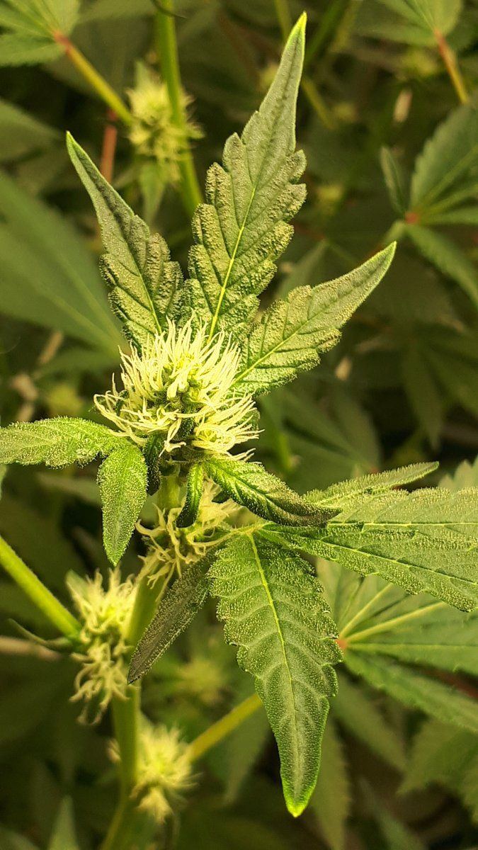 Why does canna nutrients alway do this 7