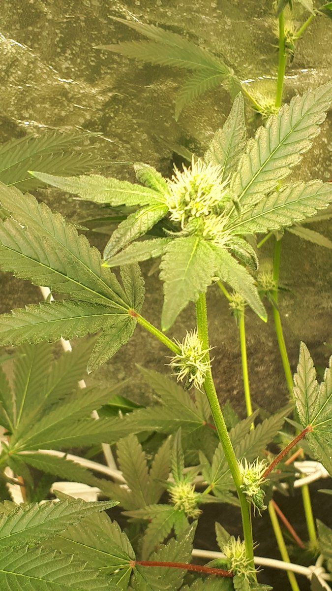 Why does canna nutrients alway do this 8