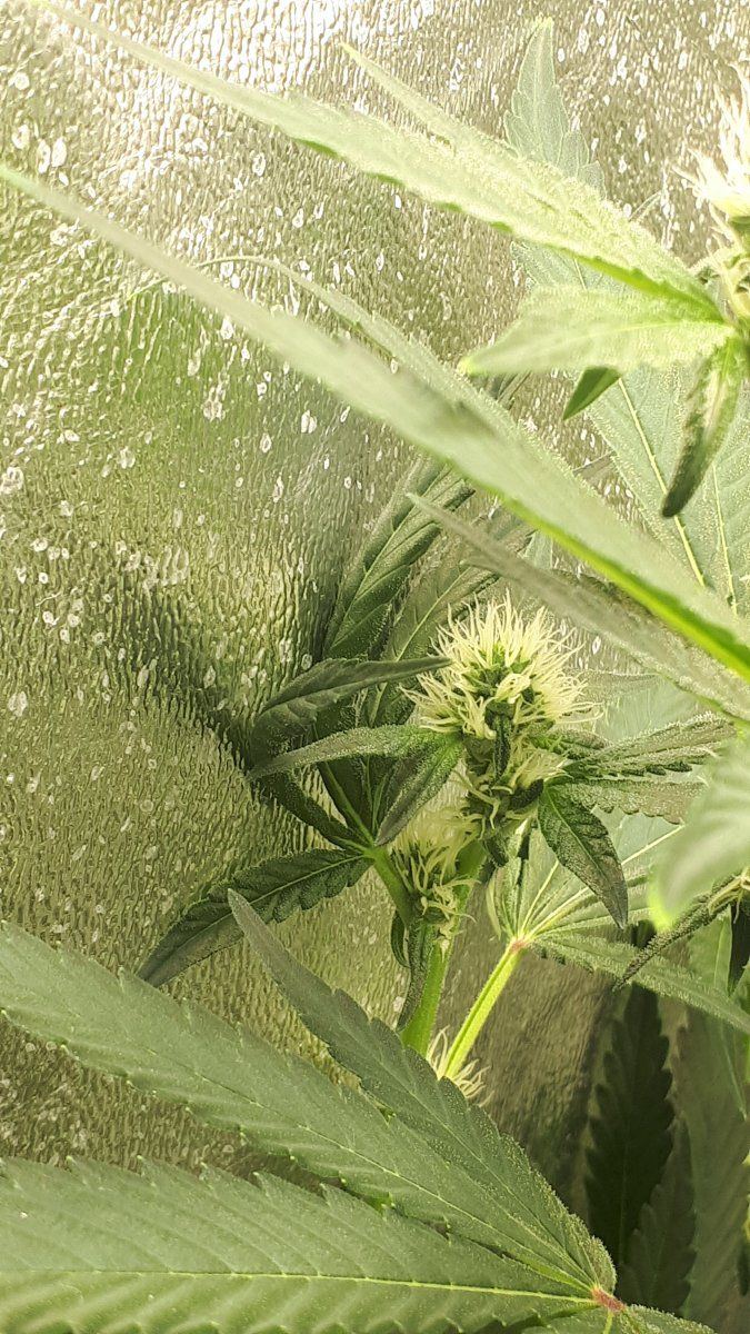 Why does canna nutrients alway do this 9