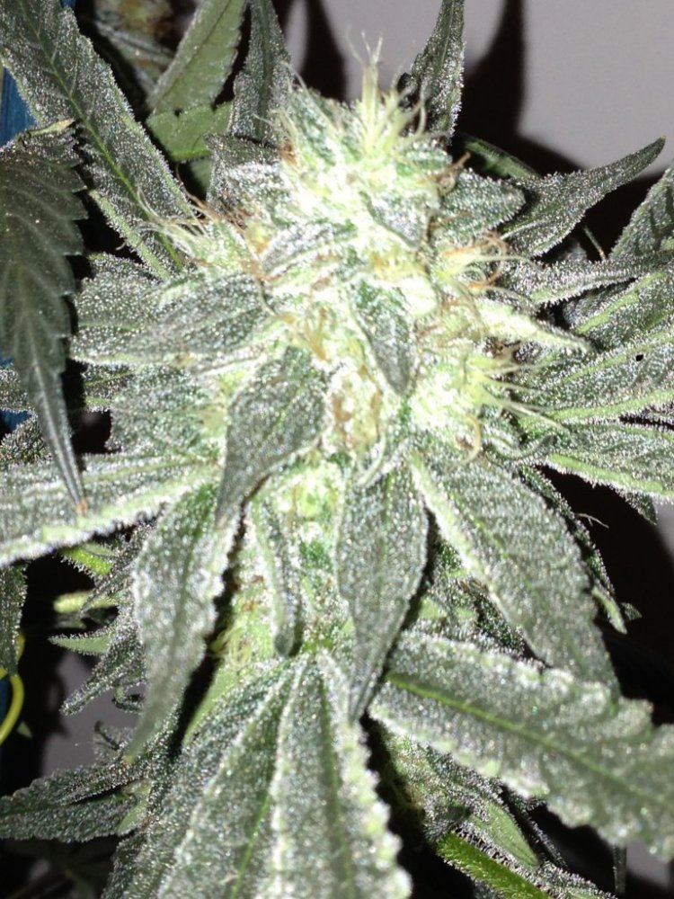 Why i like led 10