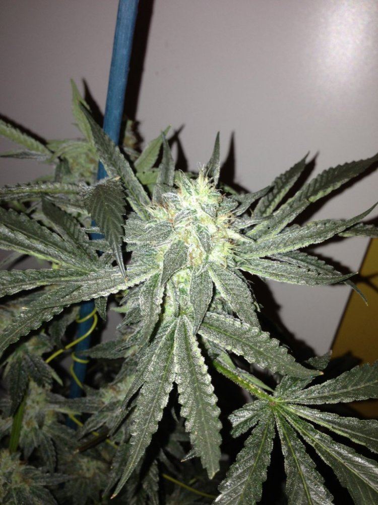 Why i like led 9