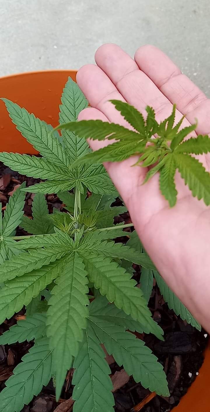 Why is my 4 week plant bushy 2