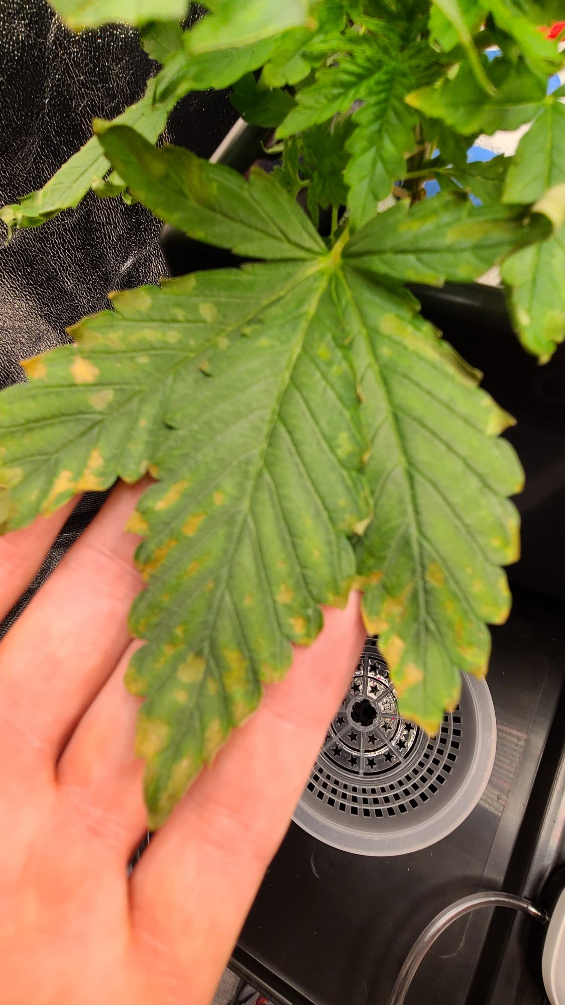 Why is there yellowing between veins of my leaves 2