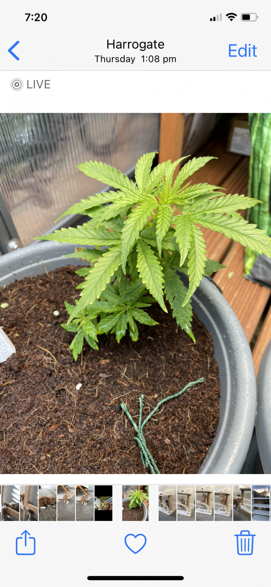 Why isnt this flowering yet 13
