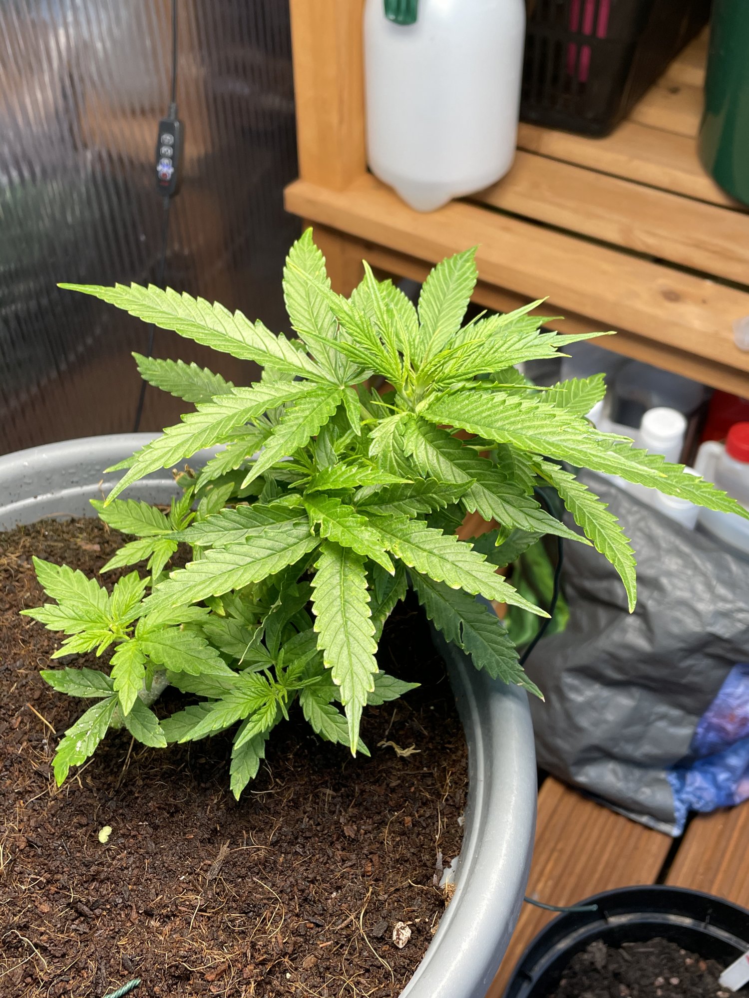 Why isnt this flowering yet 14