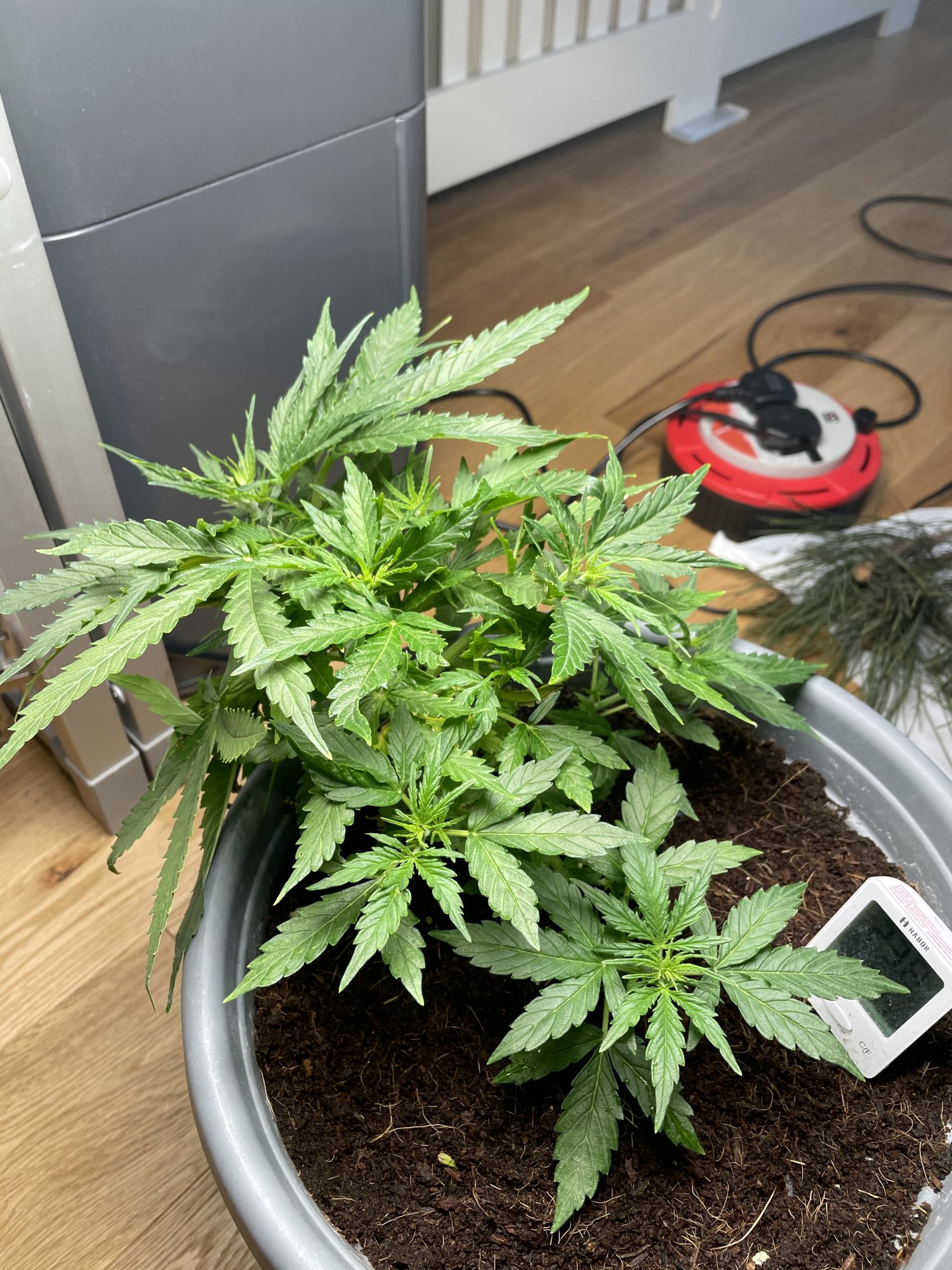 Why isnt this flowering yet 15