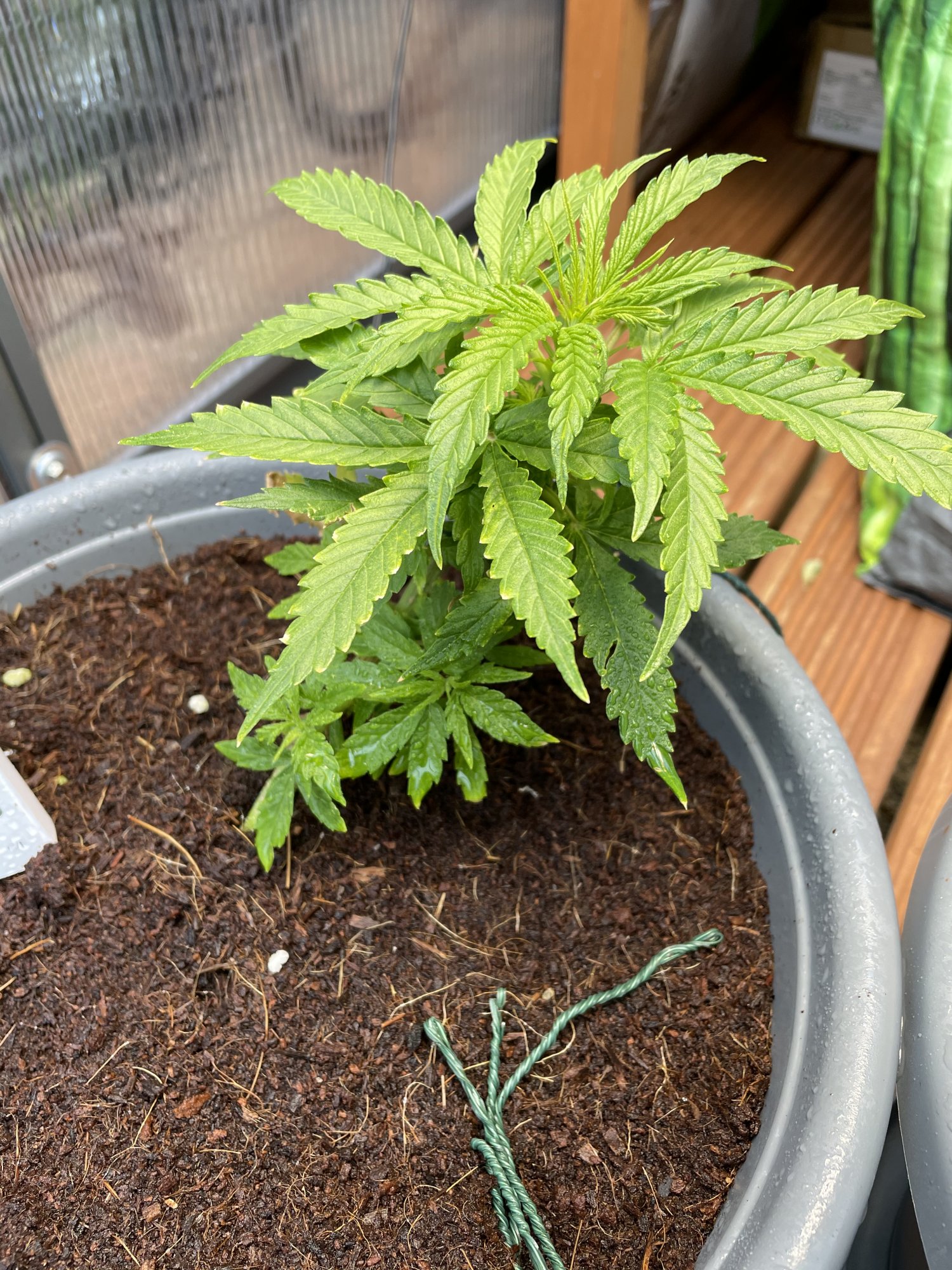 Why isnt this flowering yet 4