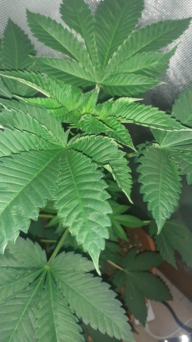 Why my photoperiodic plant stopped growing 3