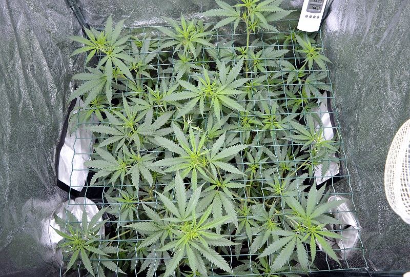 Why scrogging 1