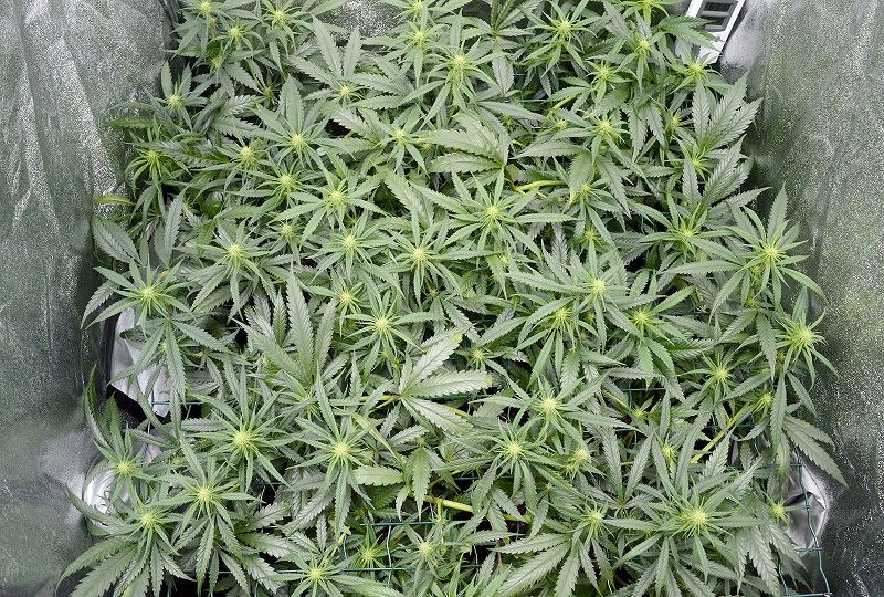 Why scrogging 2