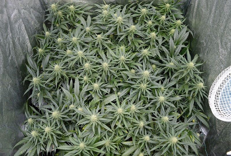 Why scrogging 3