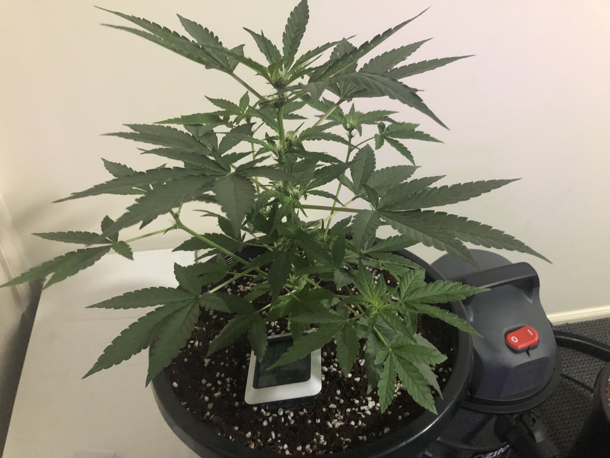 Why so little bud sites 3