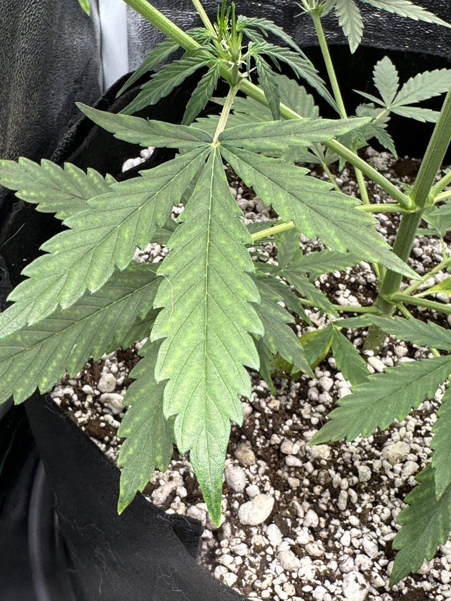 Why the discoloration is it deficiency 2