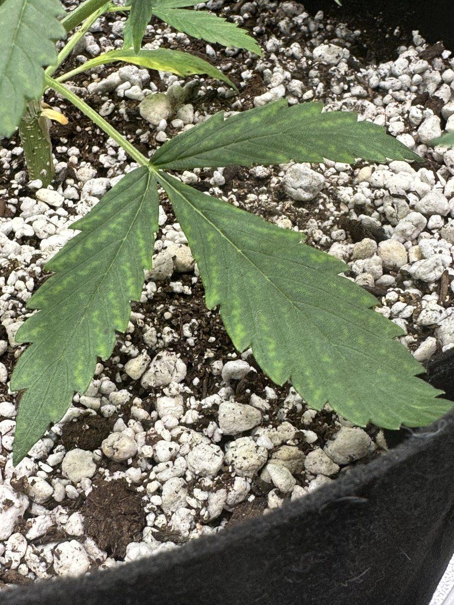 Why the discoloration is it deficiency 3