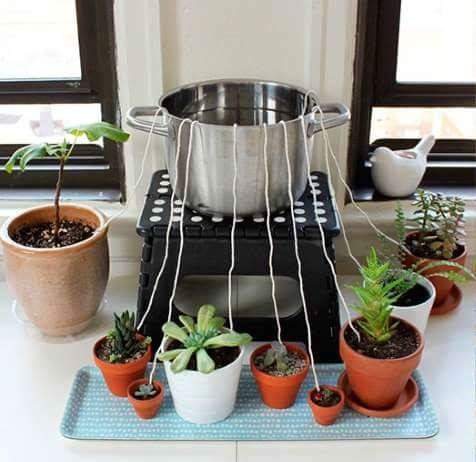 Wicking plants