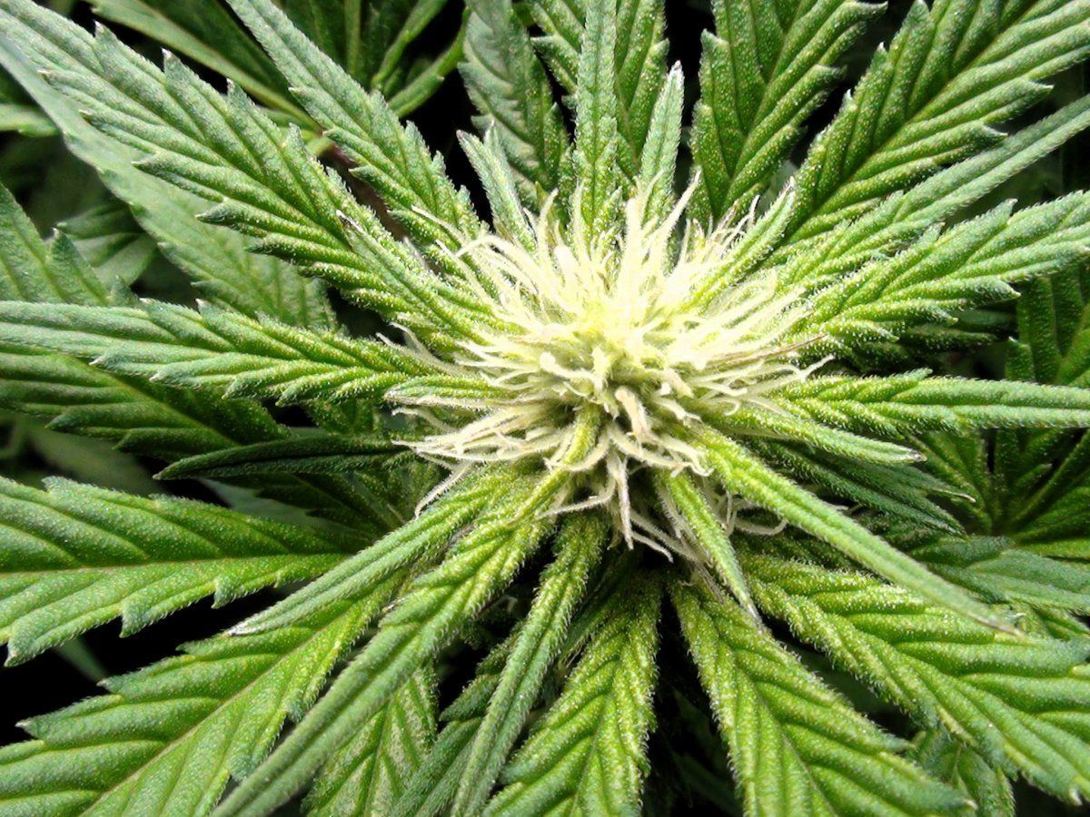 WIDOWSAY20FLOWER