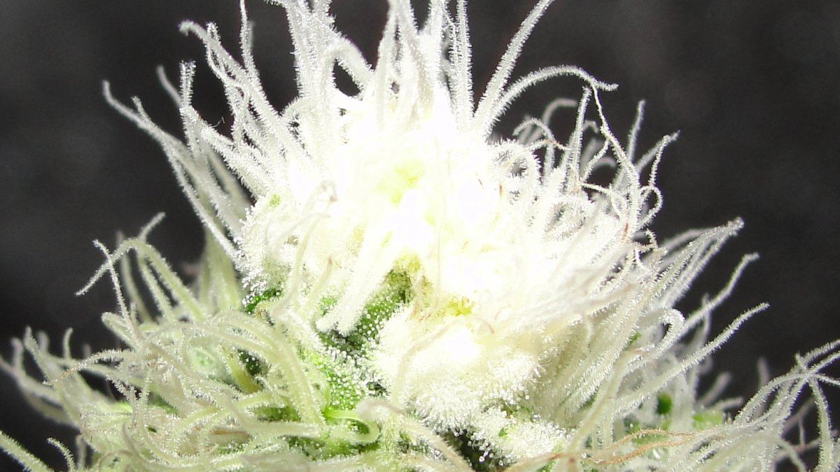 Wierd bud tip 2