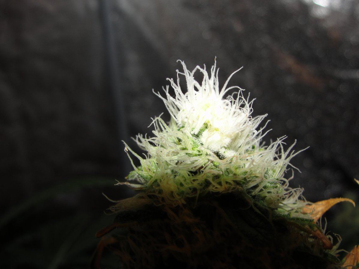Wierd bud tip