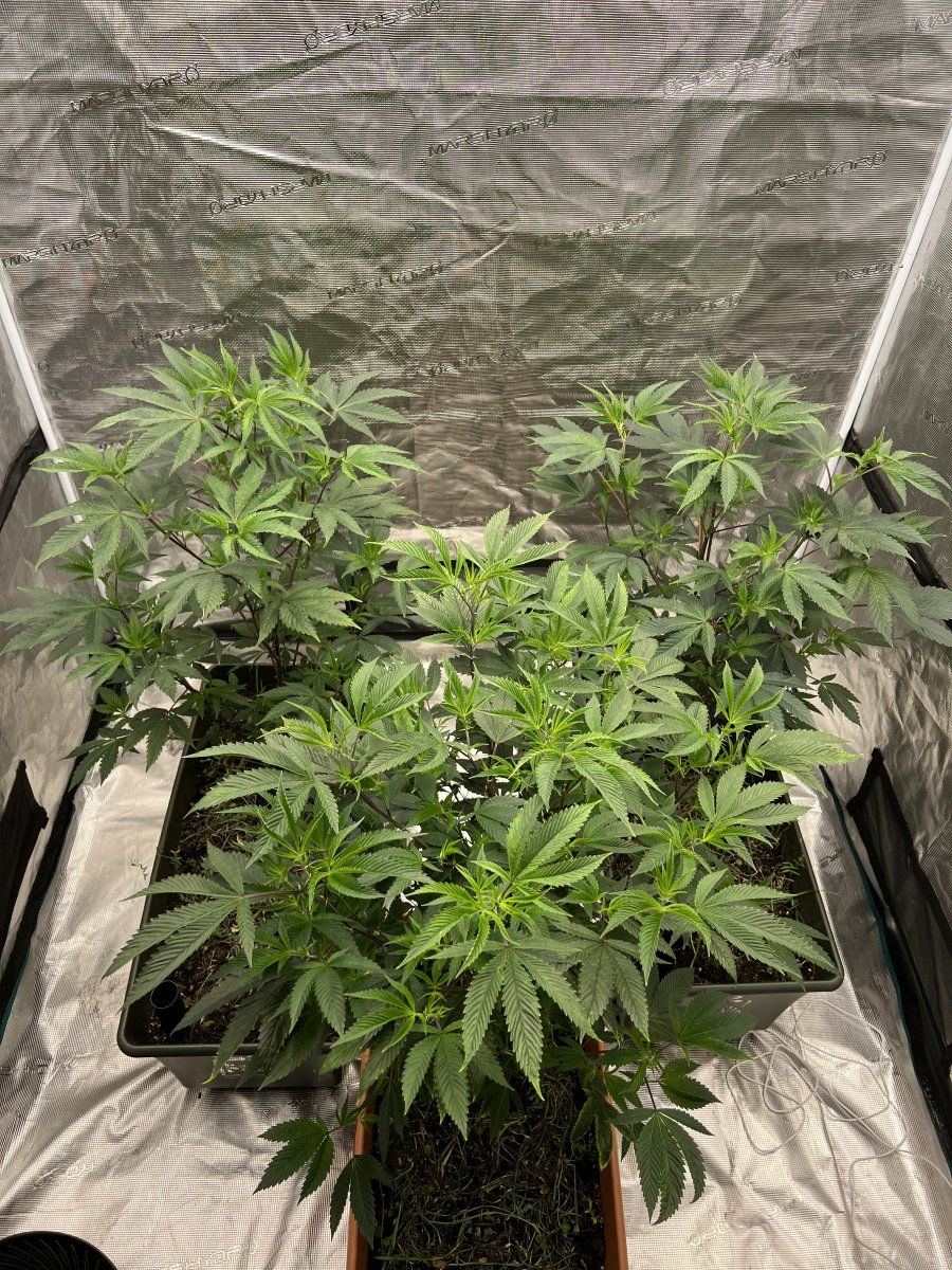 Wifi 43rs11 under the medicgrow fold8