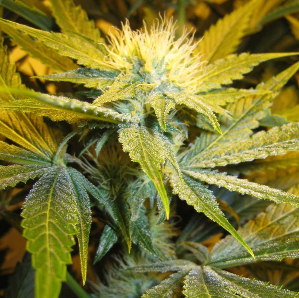 WiFi Alien14