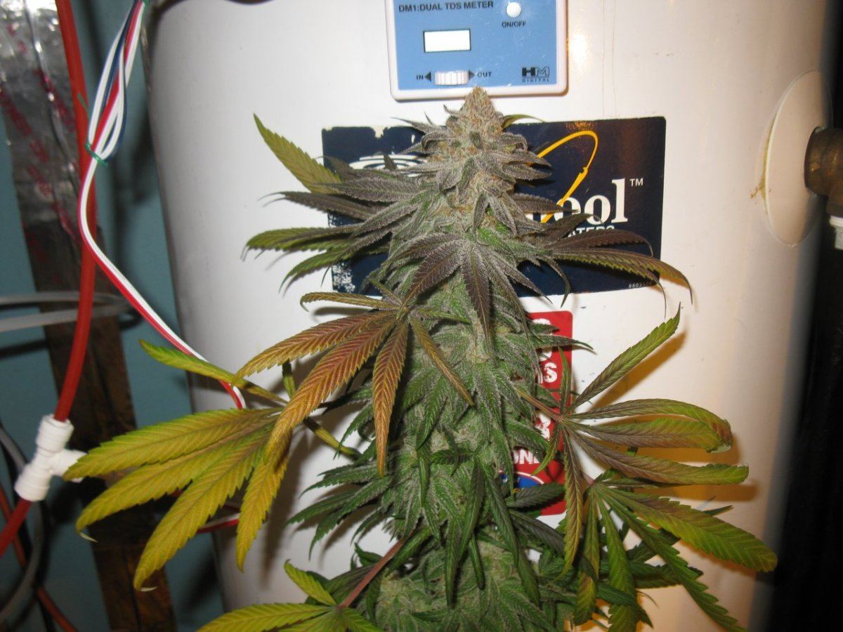 Wifi bx 4 chop 006