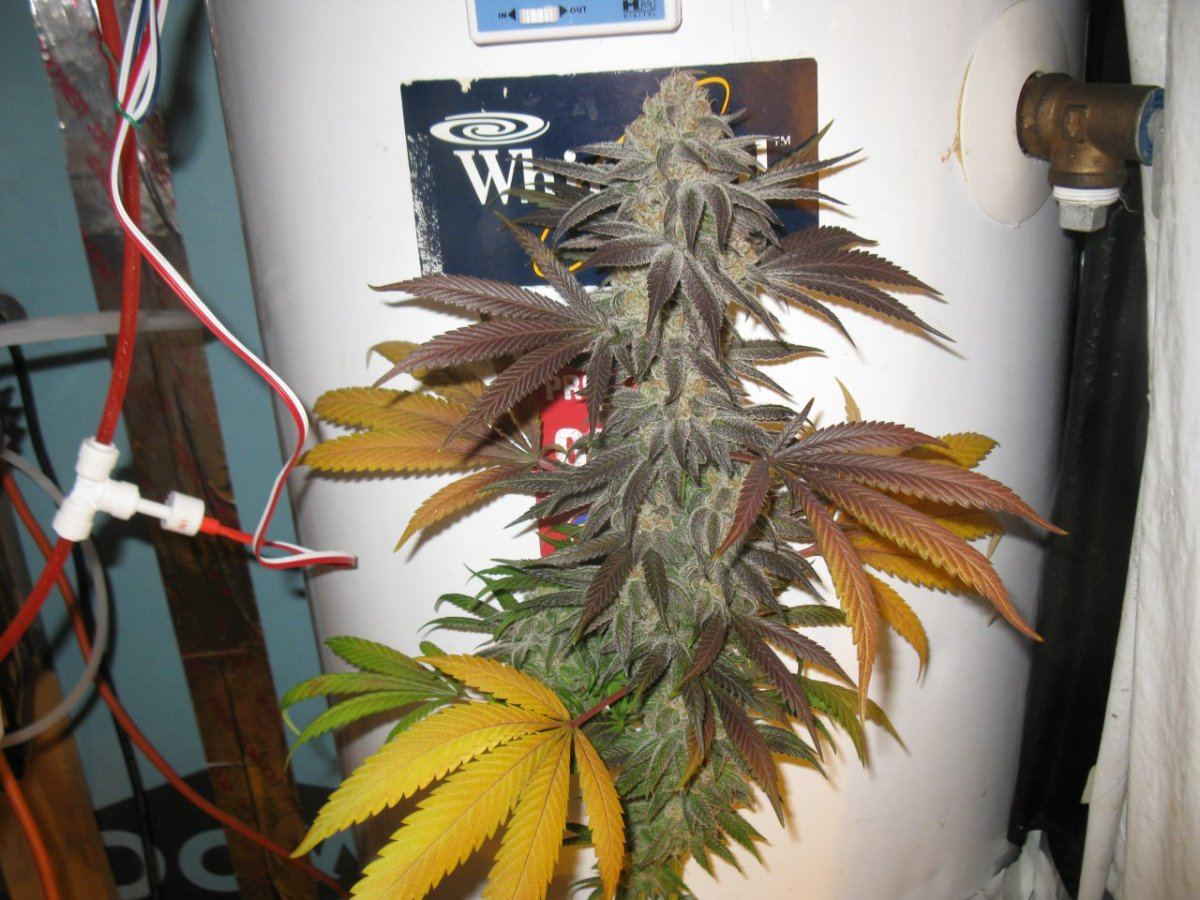 Wifi bx 4 chop 048
