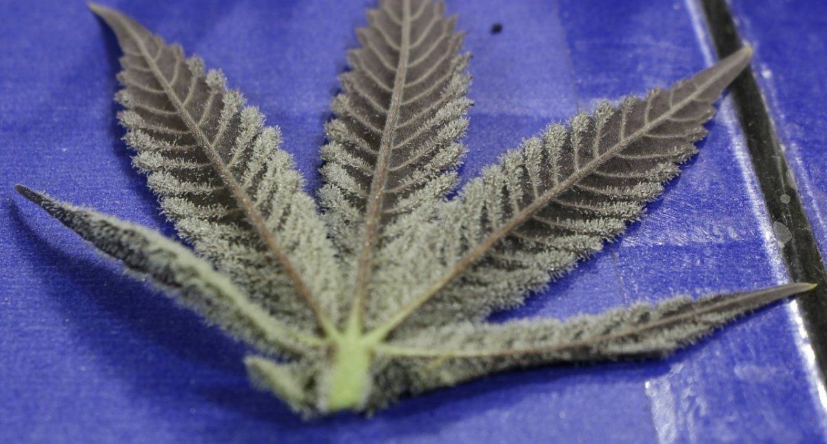 Wifi bx leaf 