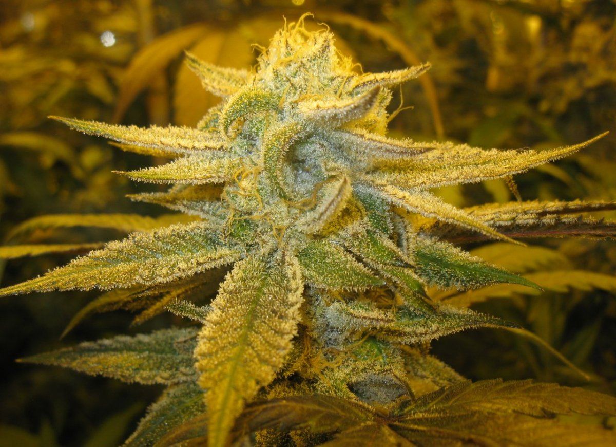 Wifi nug 008