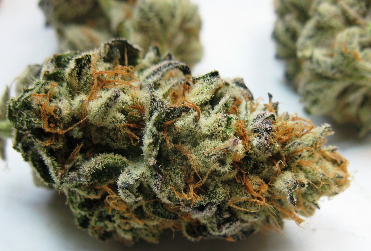 Wifi nugs 2
