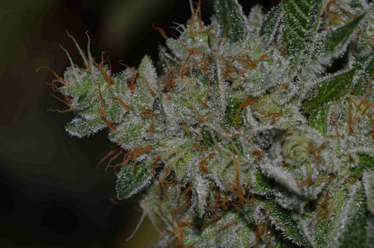 Wifi og day 63 3
