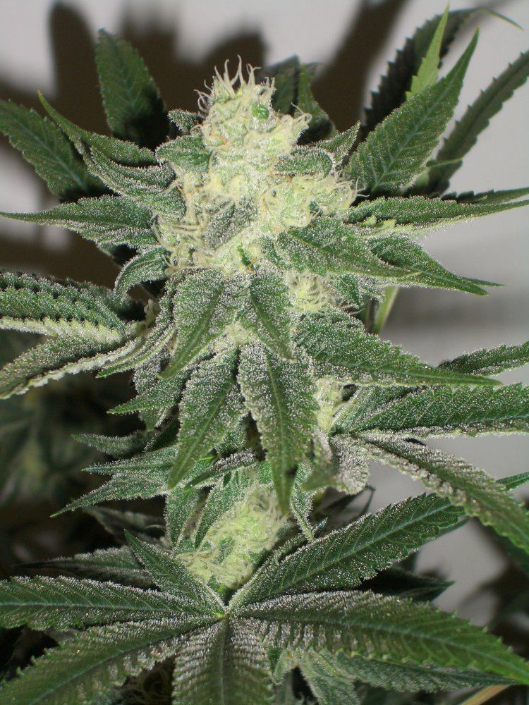Wild west   303 seeds   grown by budpatch 2