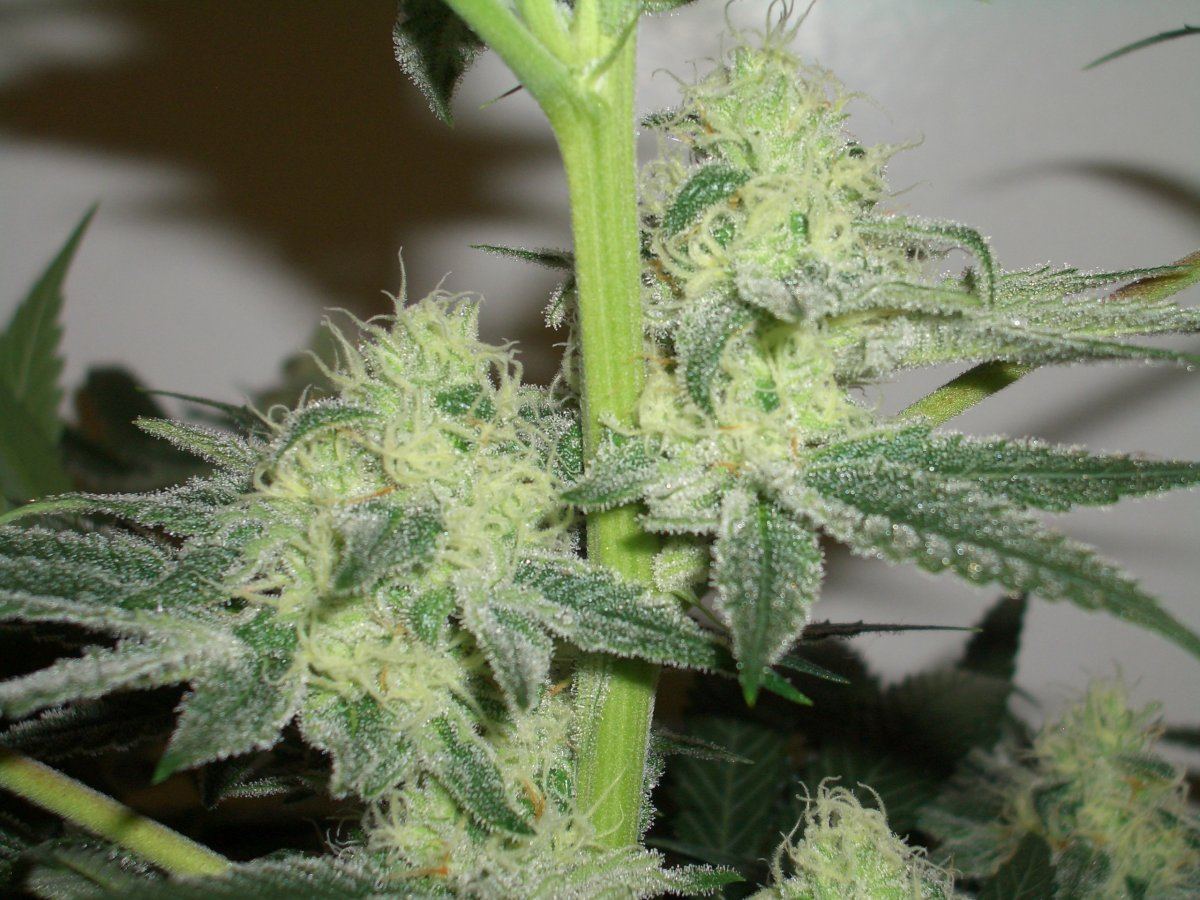 Wild west   303 seeds   grown by budpatch 4