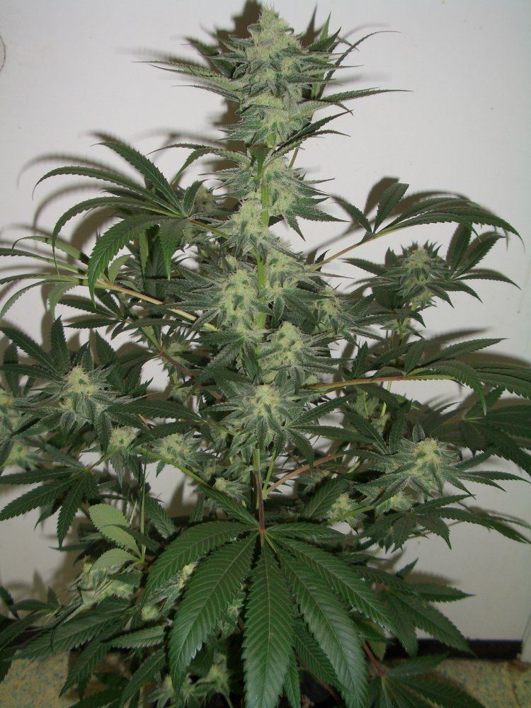 Wild west   303 seeds   grown by budpatch 6