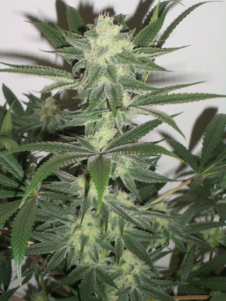 Wild west   303 seeds   grown by budpatch