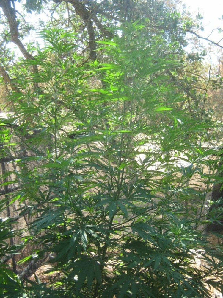 Wildewok710