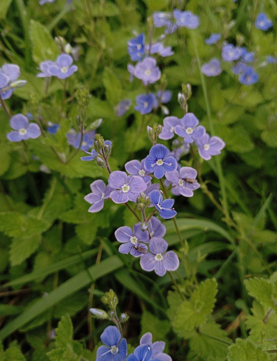 Wildflowers
