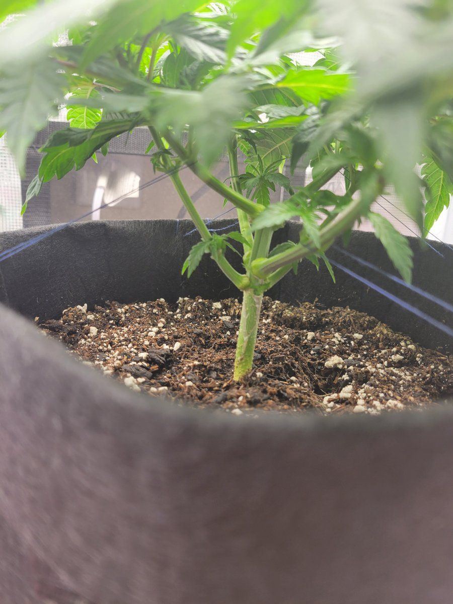 Will i be okay to flower 3