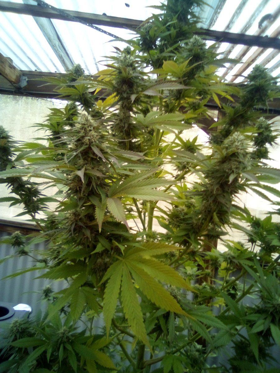 Will my buds mature do you think 2