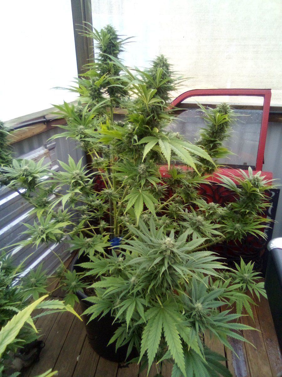 Will my buds mature do you think