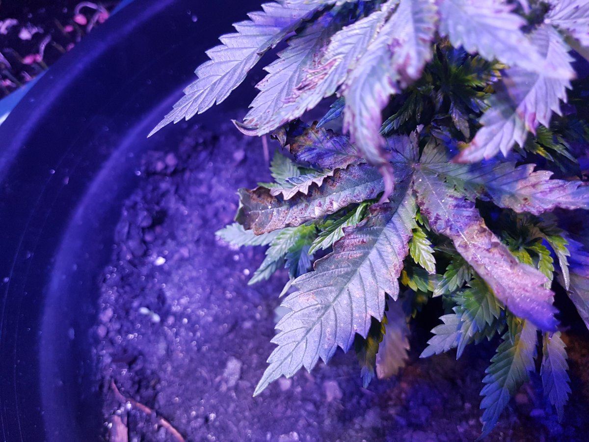 Will my plant recover from nute burn 2