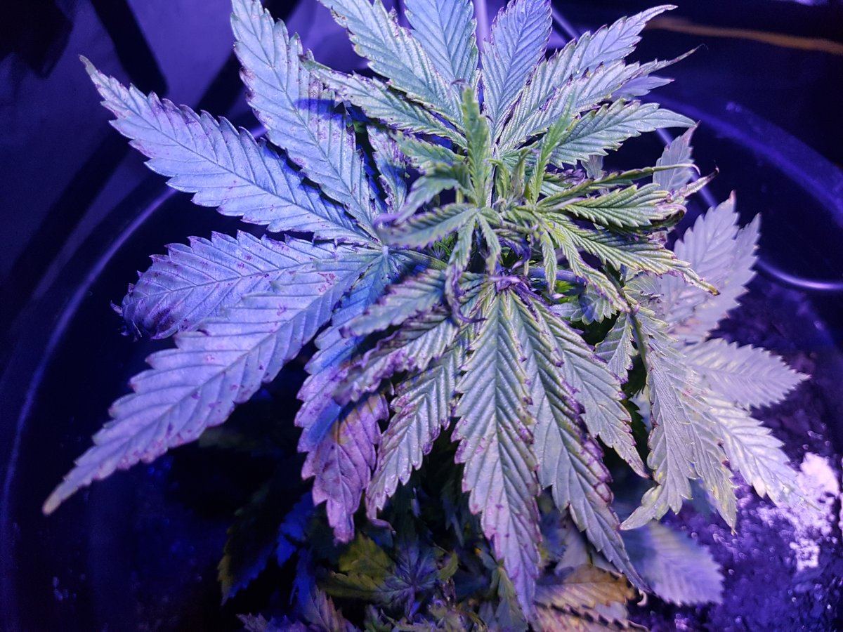 Will my plant recover from nute burn