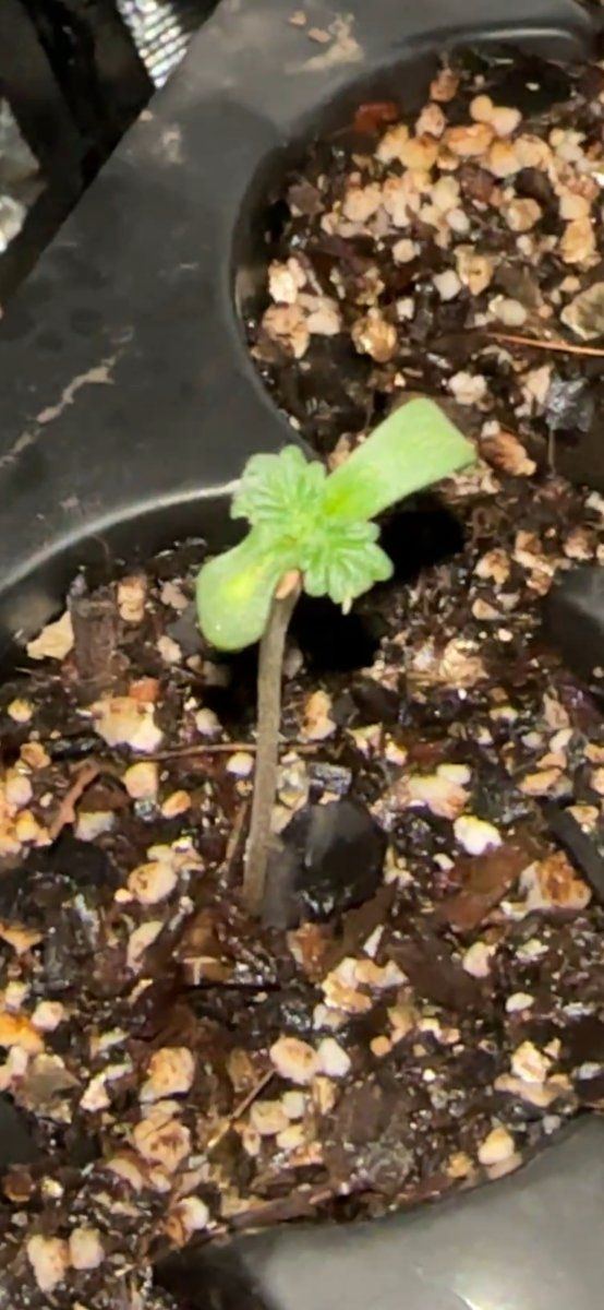 Will my seedlings survive help 2
