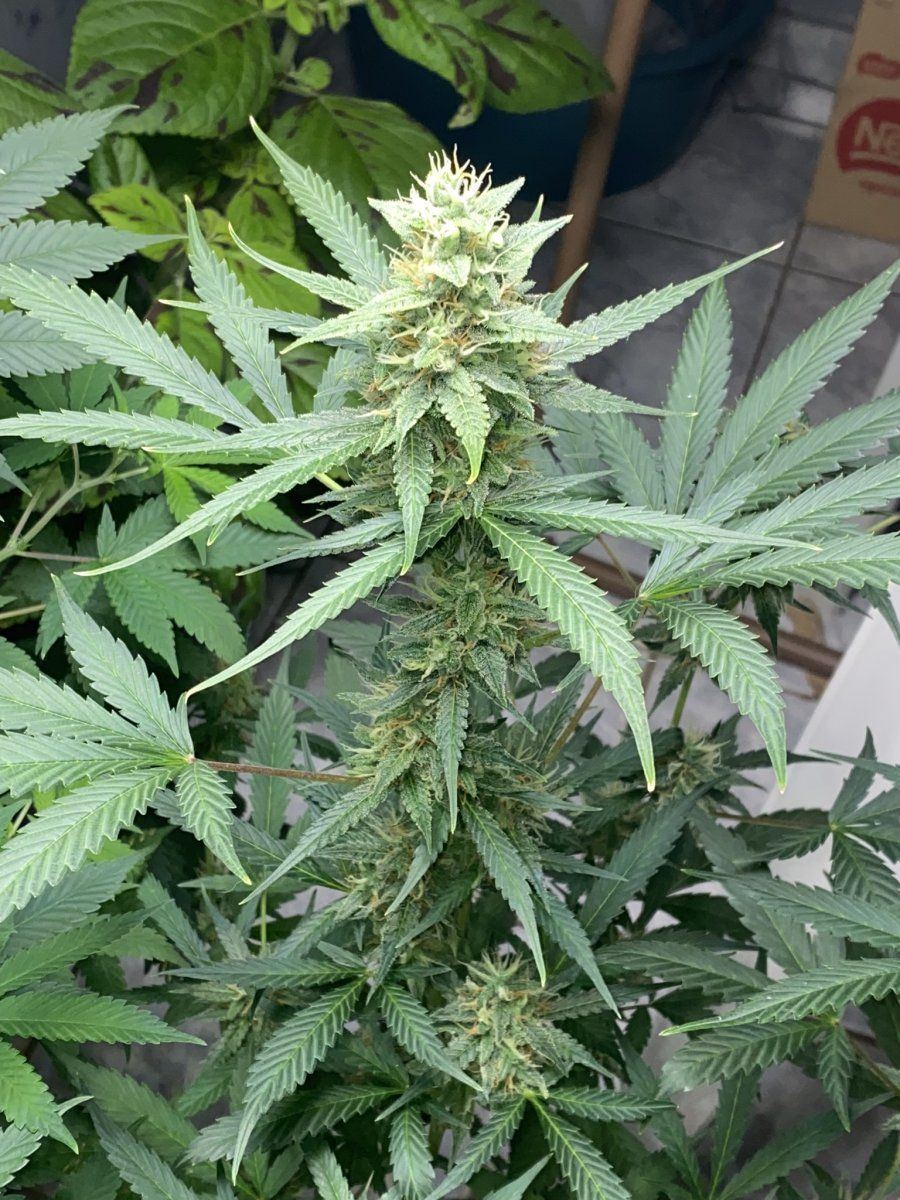 Will this flower get fatter or am i looking into the final days of the auto wedding cake day 3