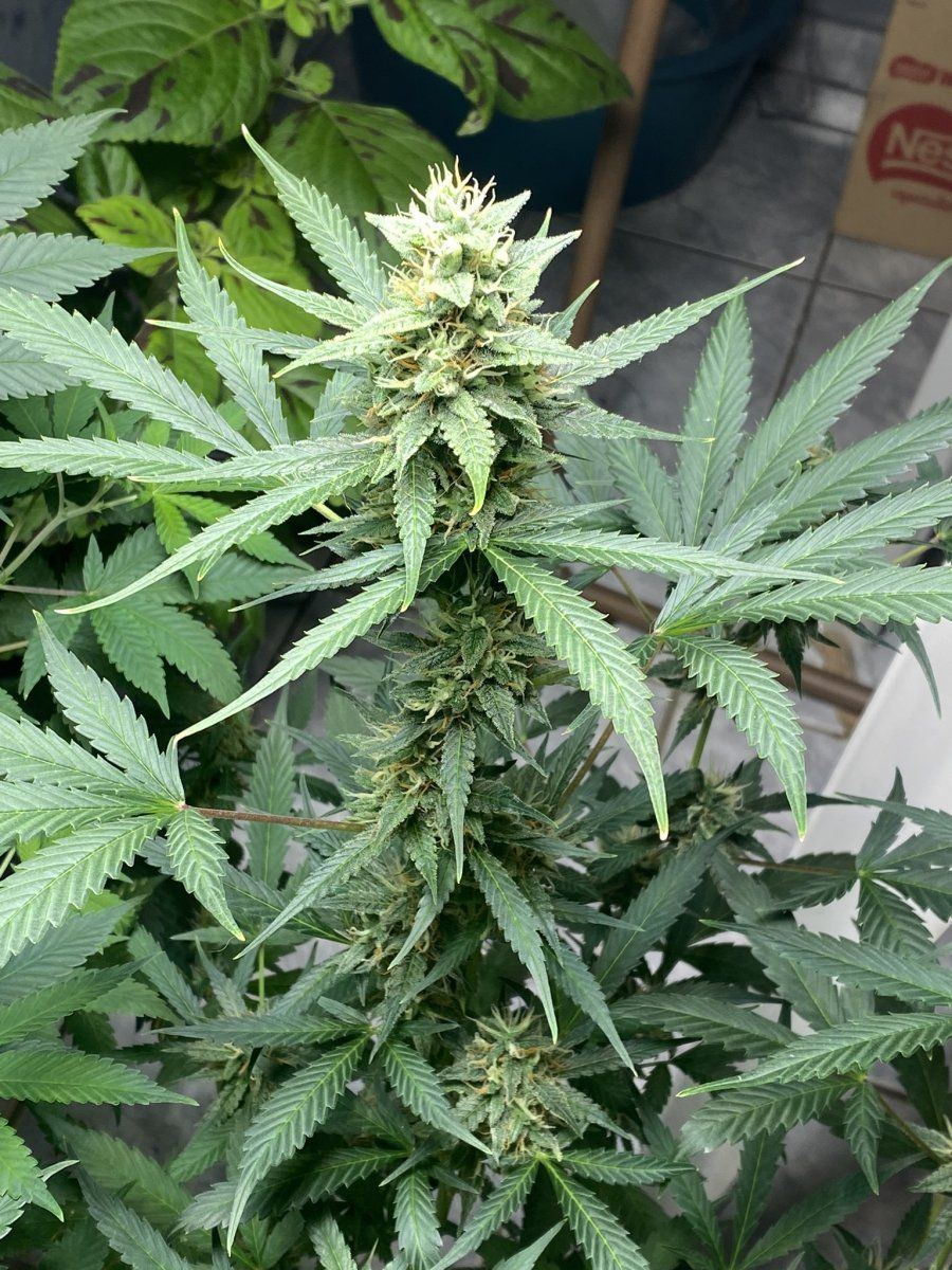 Will this flower get fatter or am i looking into the final days of the auto wedding cake day 