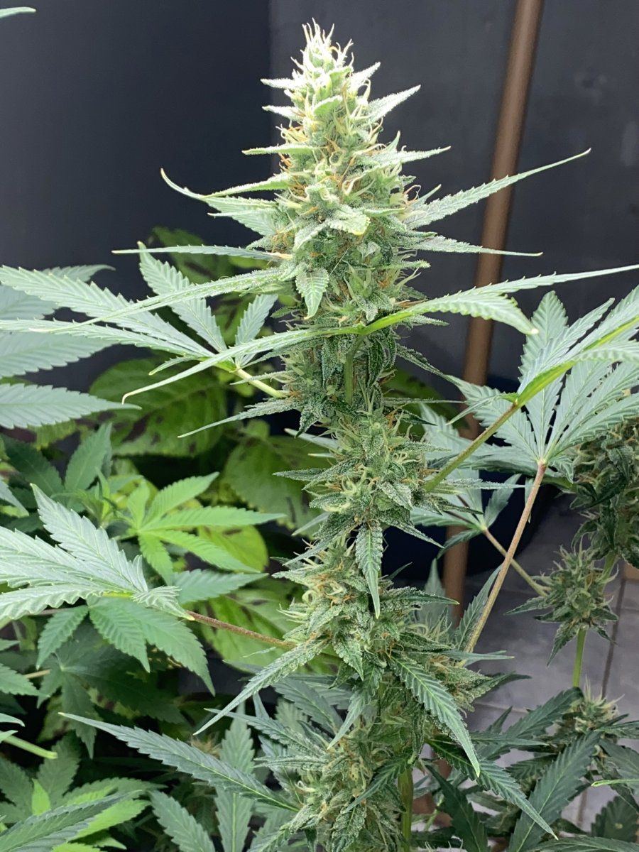 Will this flower get fatter or am i looking into the final days of the auto wedding cake day 