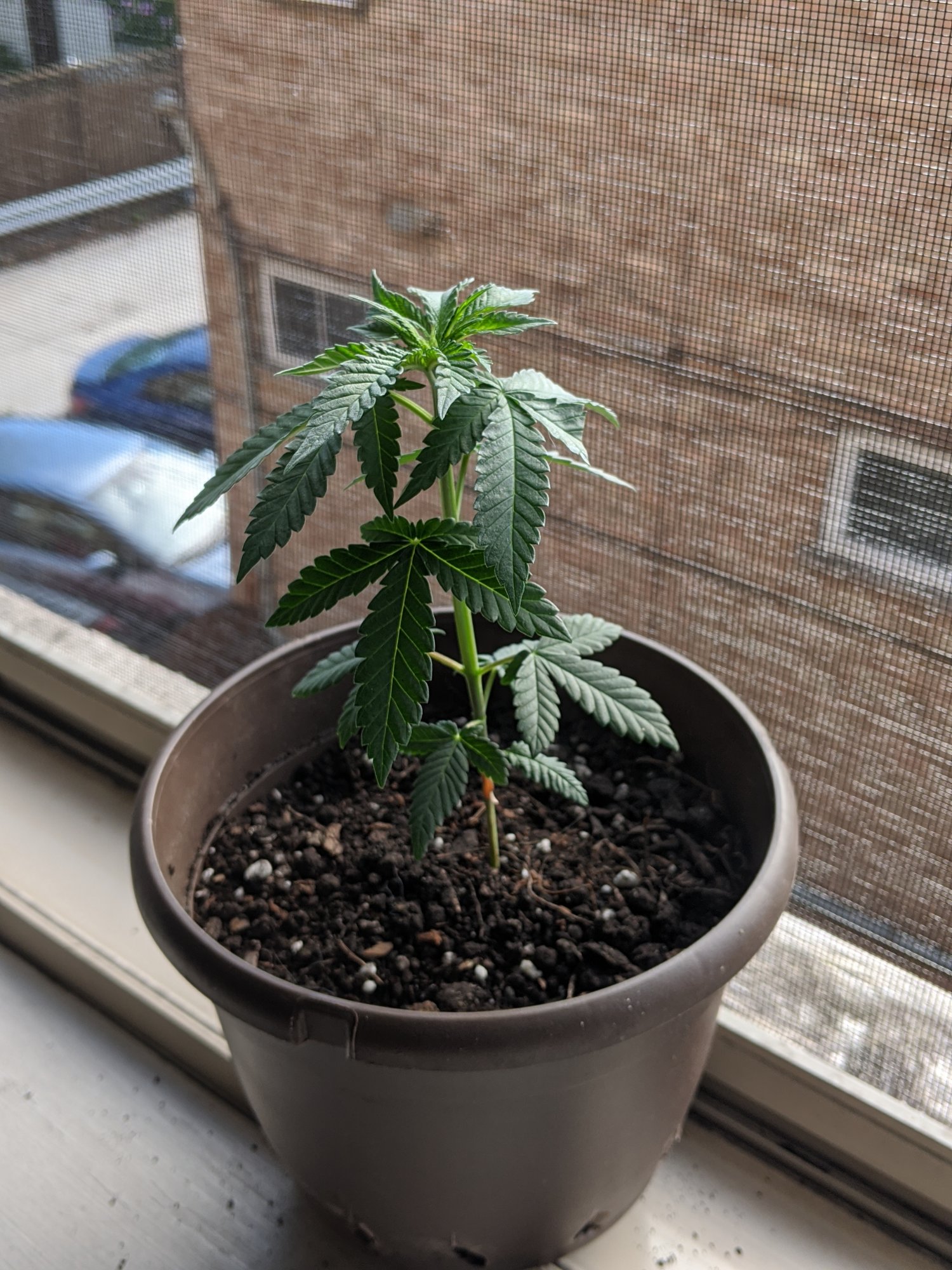 Will this plant be okay 2