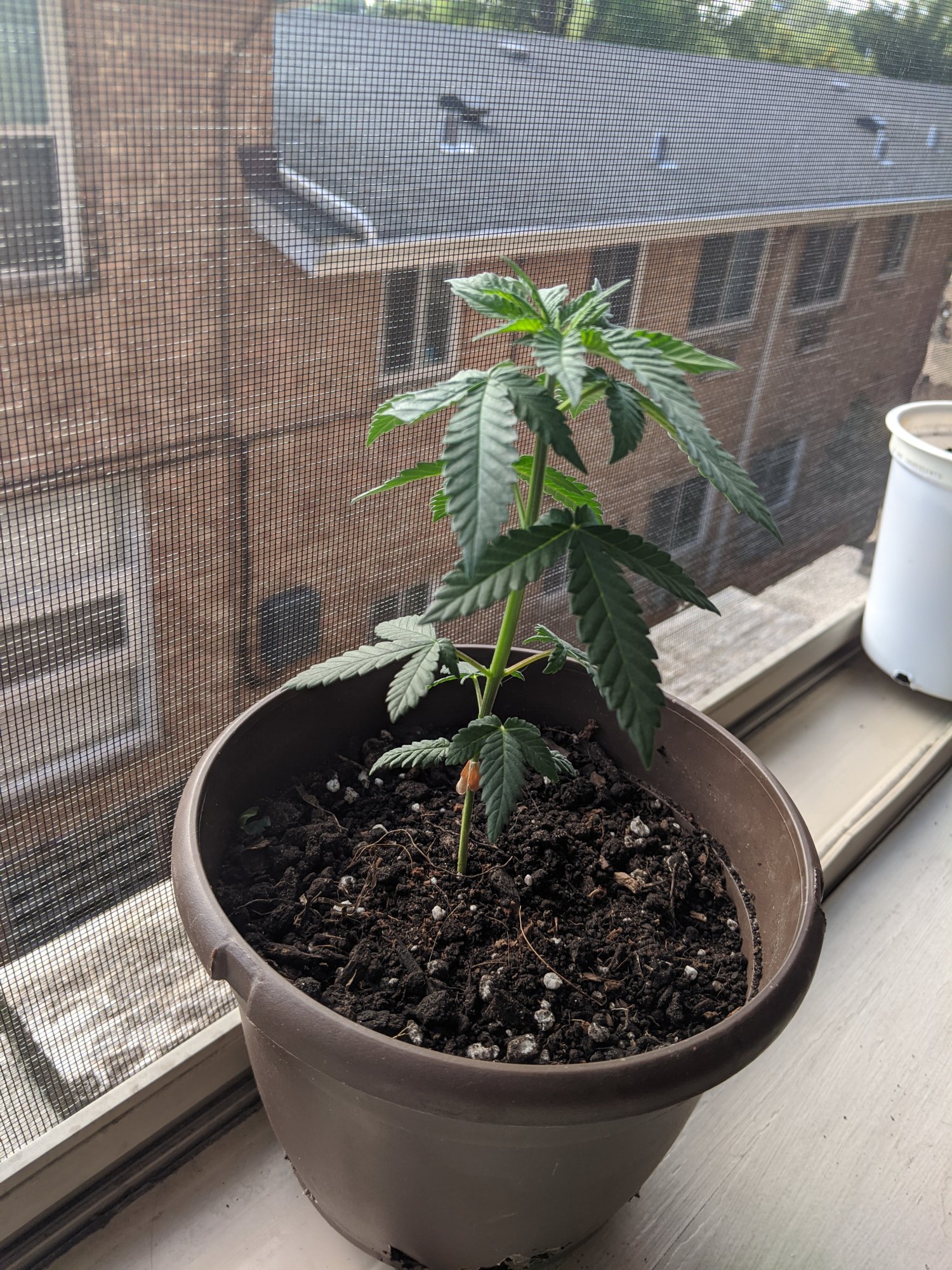 Will this plant be okay