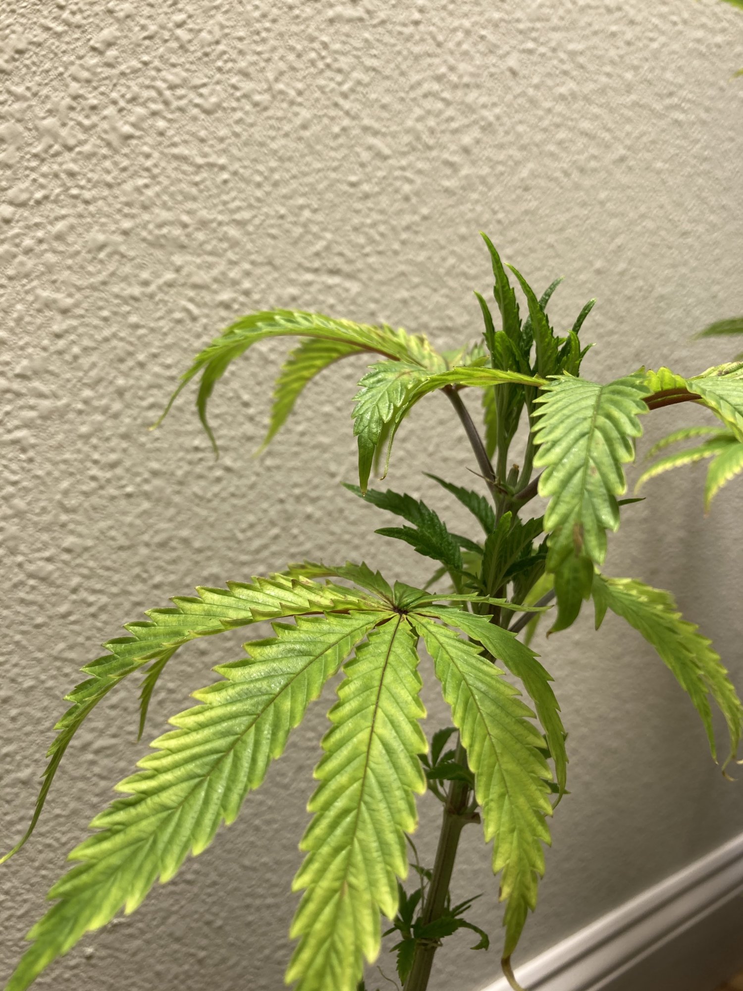 Will this plant come back 2