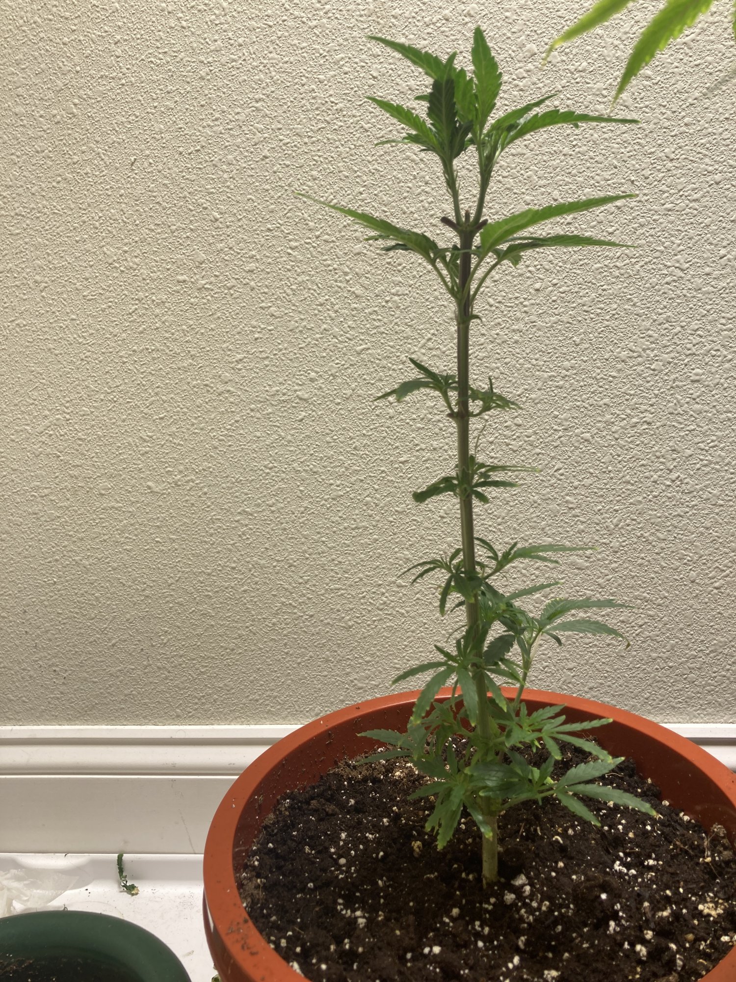 Will this plant come back