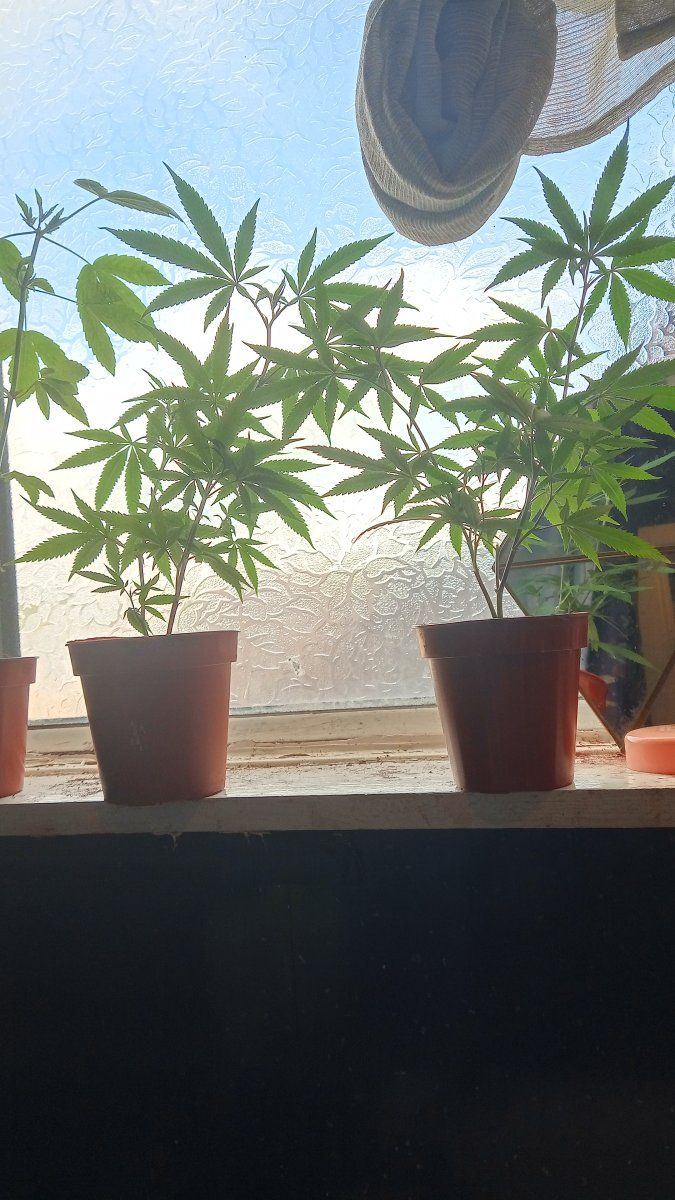 Window clones